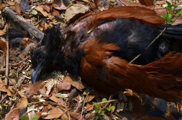 Dead bird hunters