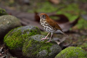 Wood thrush