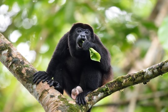 Male of howler monkey eating
