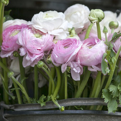 White ranunculus (persian buttercup)