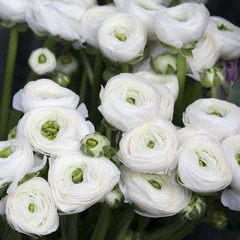 White ranunculus (persian buttercup)