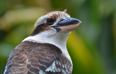 Kookaburra