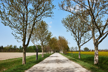country road in spring