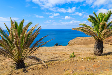 Palm trees on coast of tropical Madeira island, Portugal