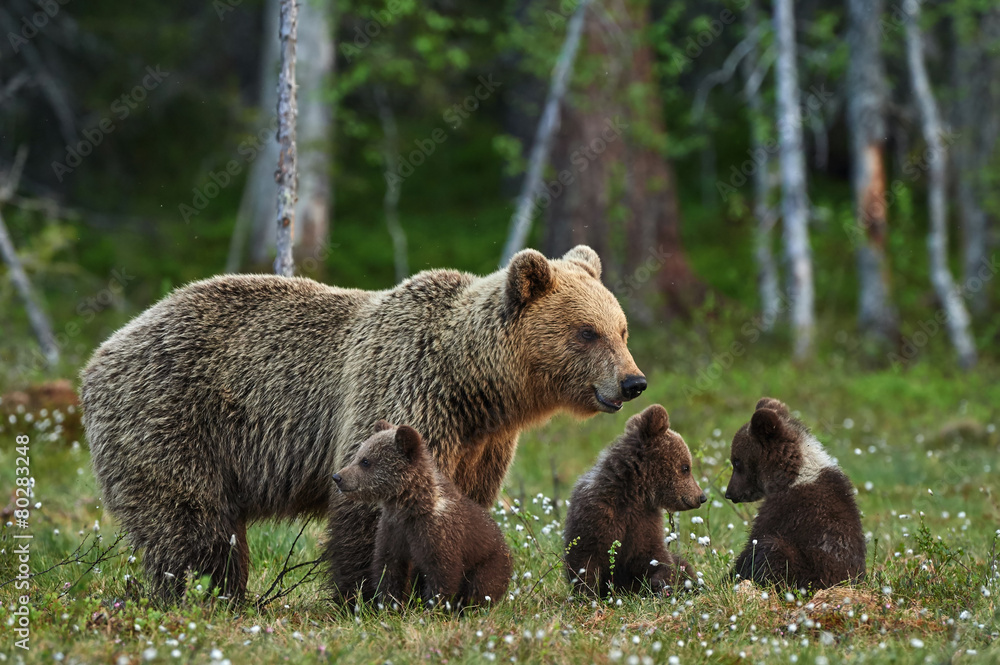 Wall mural mother bear and cubs