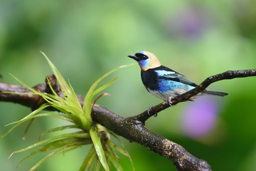 Golden-hooded tanager