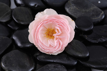 Rose and wet black pebbles 