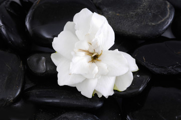 Obraz na płótnie Canvas Macro of white rose and black pebbles 