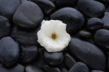 Fototapeta na wymiar White rose with black pebbles 