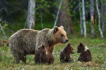 Foto auf Acrylglas Olivgrün Bärenmutter und Jungen