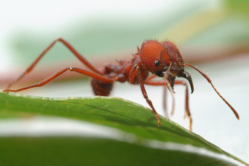 Ant ants  walking on green leaf.