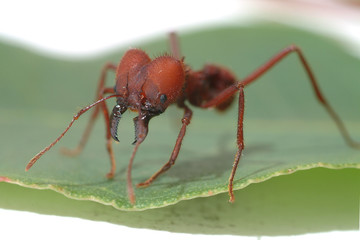 Ant ants  walking on green leaf.