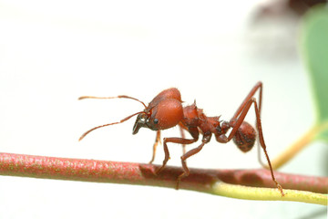 Ant ants  walking on green leaf.