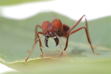 Ant ants  walking on green leaf.