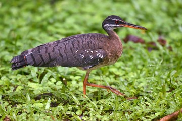 Sunbittern