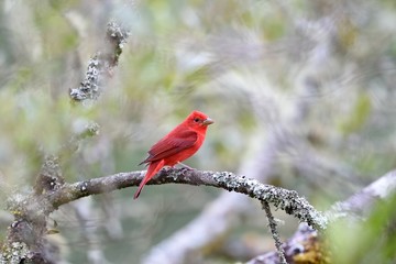 Summer tanager