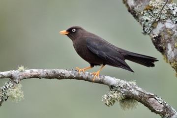 Sooty robin