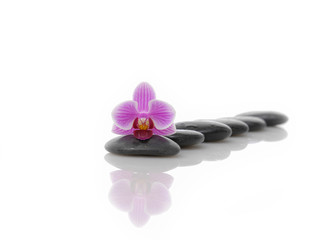 Macro of orchid with row black stones