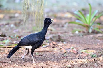 Great currasow