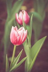 Tulip flower spring in vintage retro tone