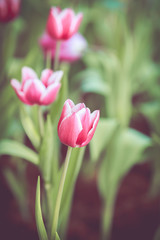 Tulip flower spring in vintage retro tone