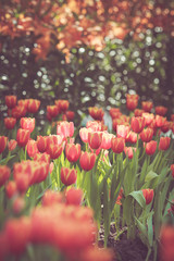 Printemps de fleur de tulipe dans un ton rétro vintage