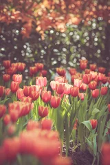 Afwasbaar Fotobehang Olijfgroen Tulpenbloem lente in vintage retro tint