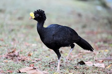 Great currasow