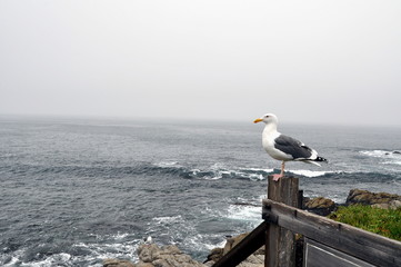 Seagull in Monteray - 80285690