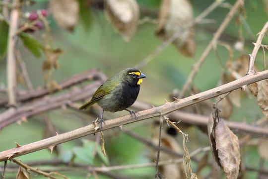 Yellos-faced grassquit