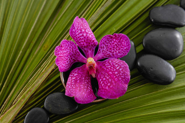 Red orchid and zen stones on palm leaf