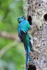 Obraz premium Nesting resplendent quetzal
