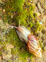 A Garden Snail (Cornu aspersum) is a species of land snail crawl