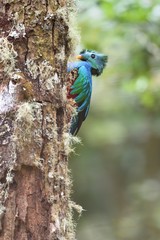 Male of resplendent quetzal