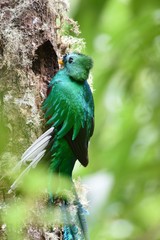 Nesting quetzal