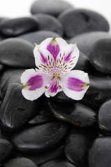 Obraz na płótnie Canvas beautiful new orchid and black pebbles