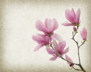 Naklejka na ściany i meble Pink magnolia flowers on old paper background