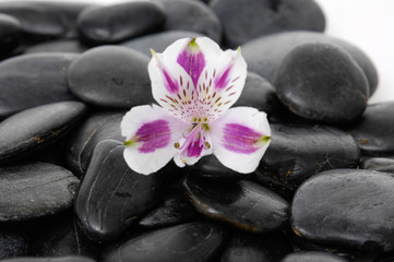 Fototapeta na wymiar pink orchid with black pebbles 