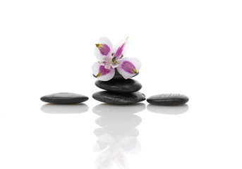 Fototapeta na wymiar Violet orchid flower on black spa stones.