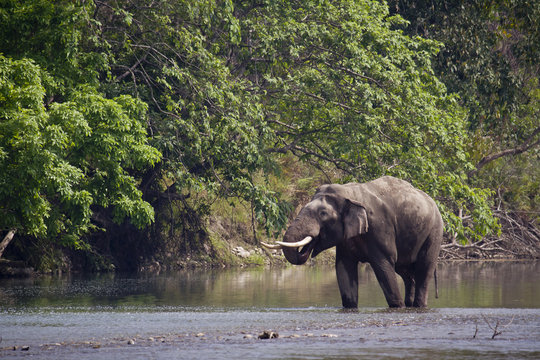 Wild asian elephant in Bardia, Nepal