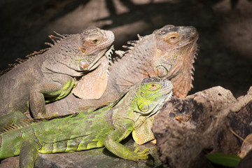 Green iguana
