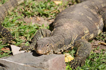Obraz premium Komodo Dragon, the largest lizard in the world