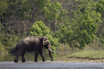 Fototapeta premium Wild asian elephant in Bardia, Nepal