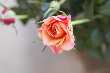 Roses.