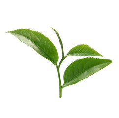 Green tea leaf isolated on white background