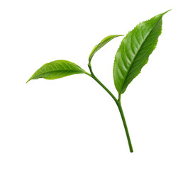 Green tea leaf isolated on white background