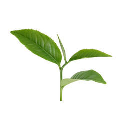 Green tea leaf isolated on white background