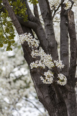 Spring bloosom tree.