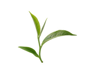 Green tea leaf isolated on white background.