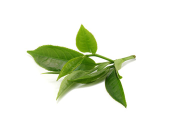 Green tea leaf isolated on white background. © artphotoclub